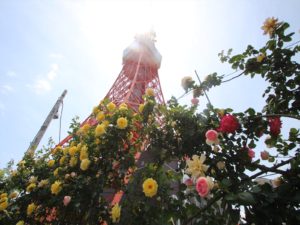 IMG_0466