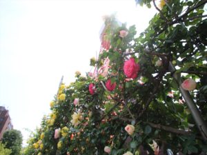 IMG_0468