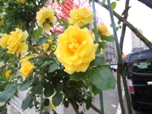 IMG_0469