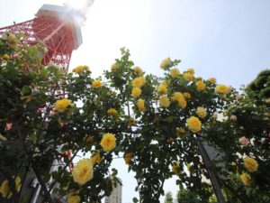 IMG_0470